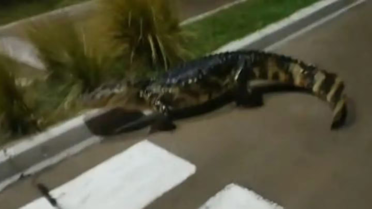 Un yacaré fue encontrado recorriendo las calles de Corrientes y se volvió viral.