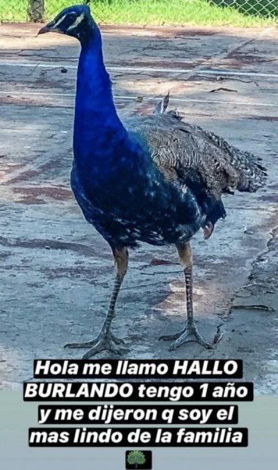 El animal exótico que tiene la familia Burlando