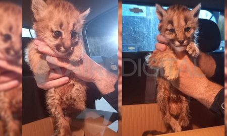 Los cachorros quedaron abandonados por varios días, luego de que una persona diera caza a la madre Los cachorros quedaron abandonados por varios días, luego de que una persona diera caza a la madre