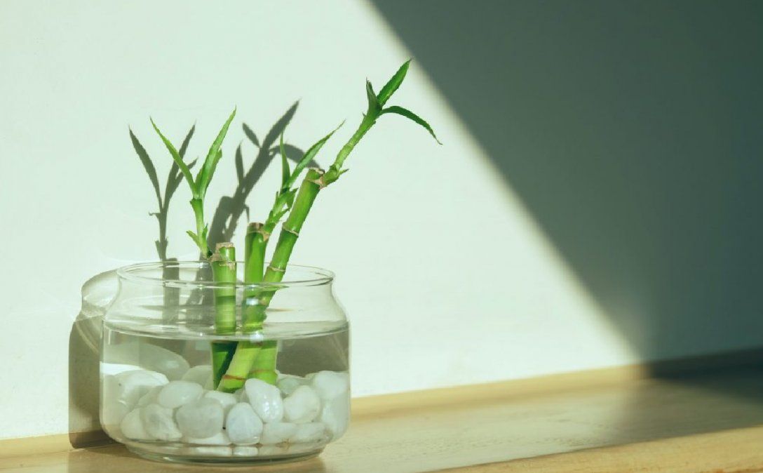 Plantas de interior que crecen con poca luz