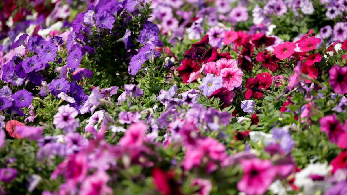 La petunia es f&aacute;cil de cuidar y decora cualquier rinc&oacute;n.&nbsp;