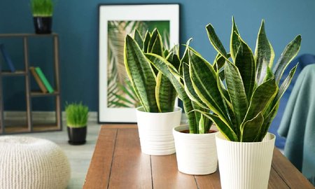 La sansevieria no atrae mosquitos y se adapta perfectamente a dormitorios con poca luz y calor. La sansevieria no atrae mosquitos y se adapta perfectamente a dormitorios con poca luz y calor.