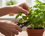 La forma de cortar los tallos influye directamente en la cantidad de hojas nuevas que producirá la planta durante los meses de calor