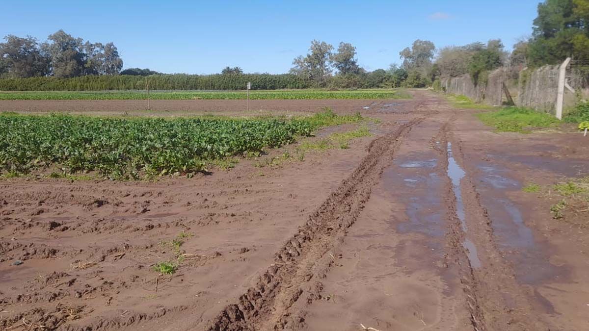 El temporal del fin de semana fue solo un susto para los productores hortícolas en los alrededores de Santa Fe.