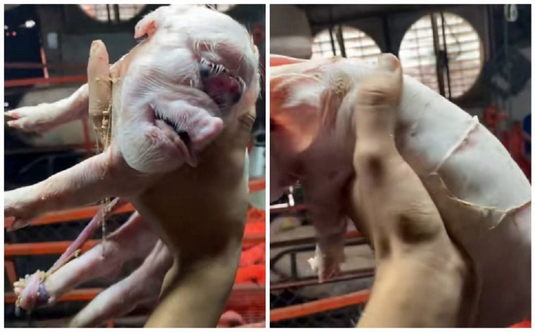 Video viral: un cerdo nació deforme y causó un gran impacto en las redes sociales.