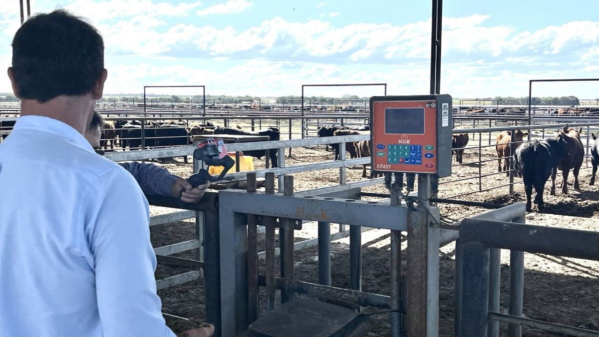 “Desde Angus venimos apostando a este tipo de pruebas porque sabemos que la genética también puede liderar el camino hacia una producción más sustentable”, indicó Alfonso Bustillo, presidente de la Asociación Argentina de Angus.