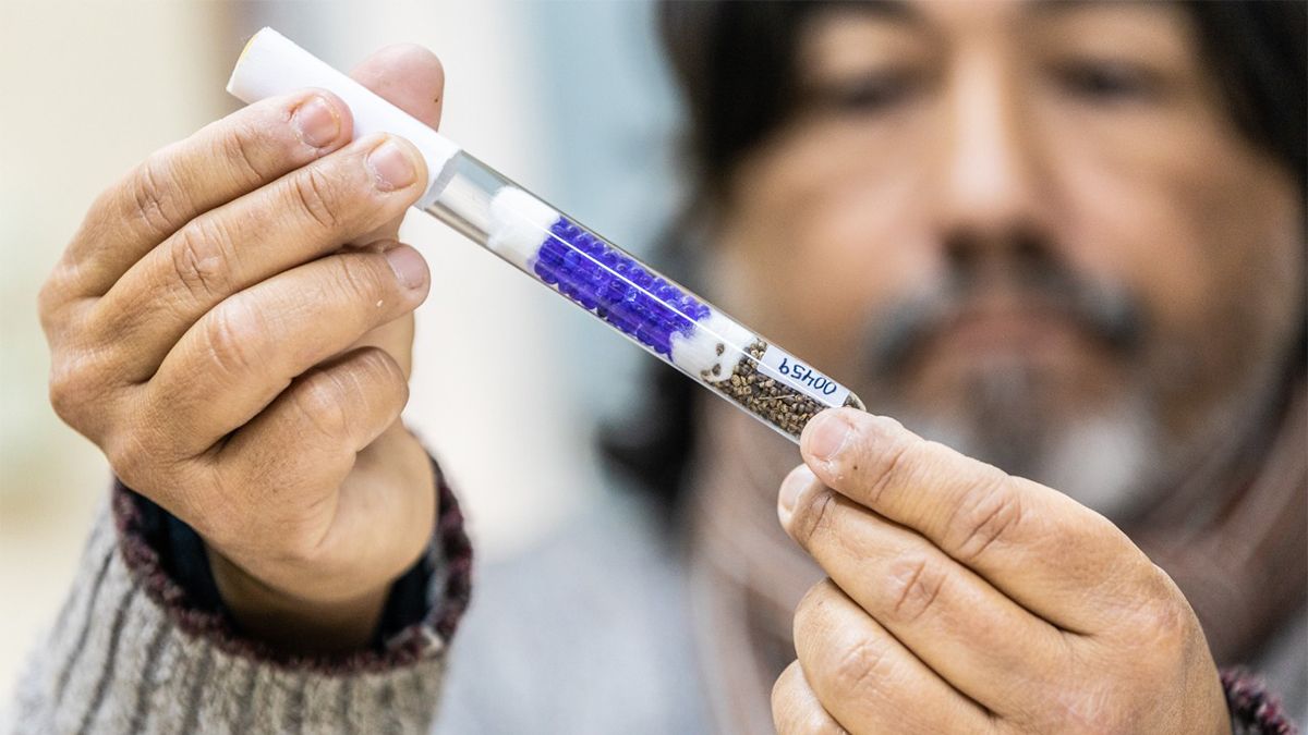 Buscan desarrollar un semillero de cannabis medicinal de última generación