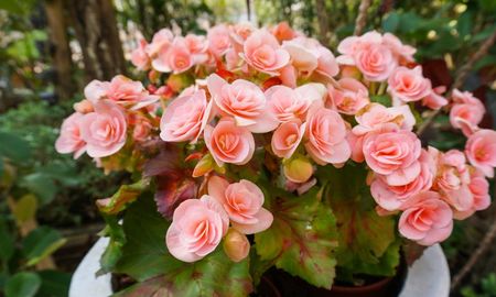 Las begonias son flores que aportan color y alegría al hogar, y requieren pocos cuidados. Las begonias son flores que aportan color y alegría al hogar, y requieren pocos cuidados.