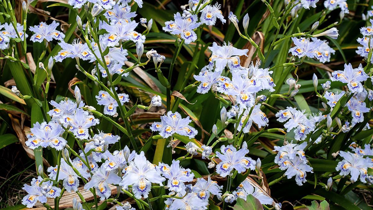 Esta especie se adapta a media sombra y conserva sus flores en floreros por varios días. Esta especie se adapta a media sombra y conserva sus flores en floreros por varios días.