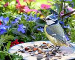 Una preparación casera con semillas puede convertirse en un recurso para atraer aves a jardines y espacios exteriores.