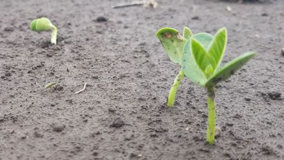 Expoagro 2026: anunciaron que Rosario será sede del 