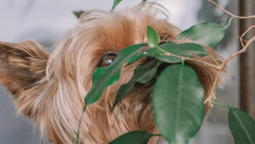 Tener plantas en casa no solo mejora la estética y el ambiente, sino que también tiene beneficios para la salud, tanto para los humanos como para los animales.
