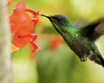 El colibrí es el ave más pequeña del mundo. El colibrí es el ave más pequeña del mundo.