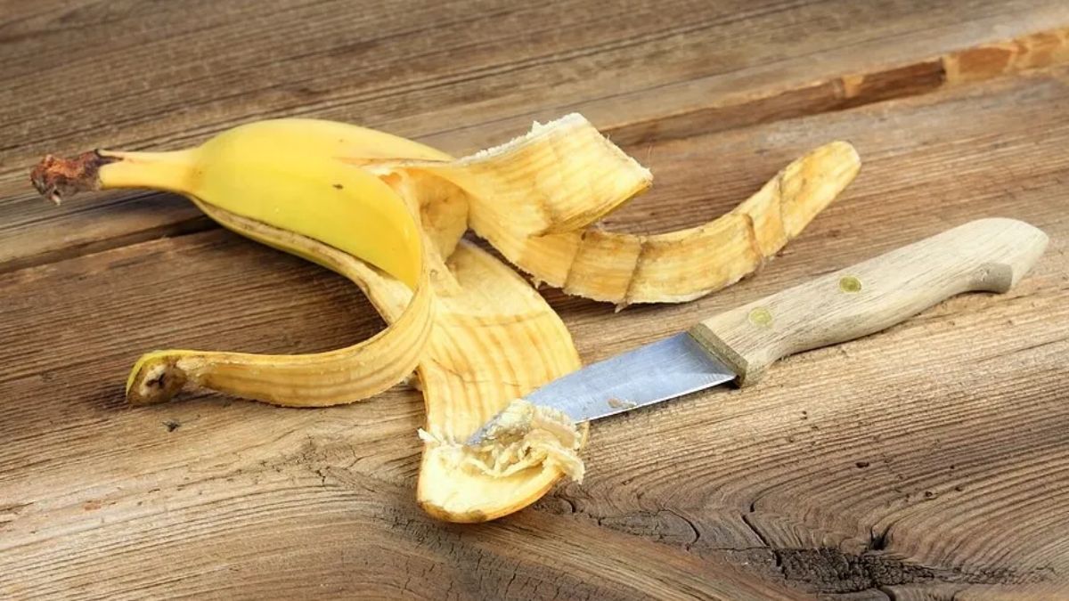 Las cáscaras de banana tienen nutrientes ideales para las plantas. Las cáscaras de banana tienen nutrientes ideales para las plantas. 