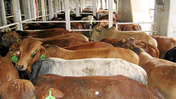 El buque Spiridon II, de bandera togolesa, inició su viaje de regreso a Montevideo luego de pasar más de tres semanas anclado frente al puerto turco de Bandirma sin poder descargar las 2.901 vacas uruguayas que transportaba. 