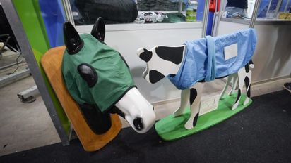 Chalecos para terneros: la innovación de una tambera que se reinventó tras cerrar su tambo