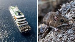 El especialista Hugo Pizzi explicó cómo se habría producido el contagio de hantavirus dentro del crucero que llegará a Tenerife.