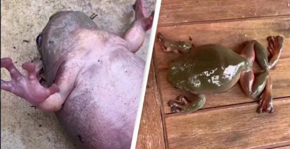 Video viral: mujer le hizo RCP a una rana y se volvió furor en las redes sociales.
