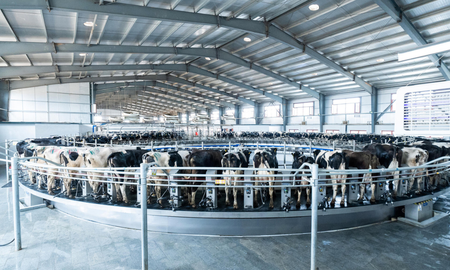 La firma DeLaval fabricó la primera ordeñadora del país. La firma DeLaval fabricó la primera ordeñadora del país.