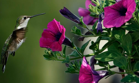 Las fascinantes leyendas del colibrí y su vínculo con lo sobrenatural Las fascinantes leyendas del colibrí y su vínculo con lo sobrenatural