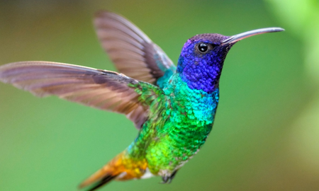Cuánto pesa y cuánto mide el colibrí Cuánto pesa y cuánto mide el colibrí