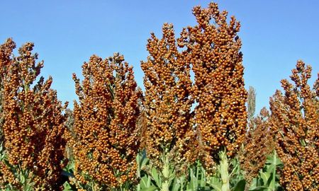 sorgo para silaje: que hibridos rindieron mas en el ensayo 2025/26 de inta rafaela