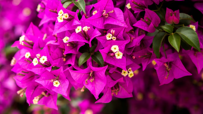 Qué significa tener una bugambilia en casa, según el Feng Shui