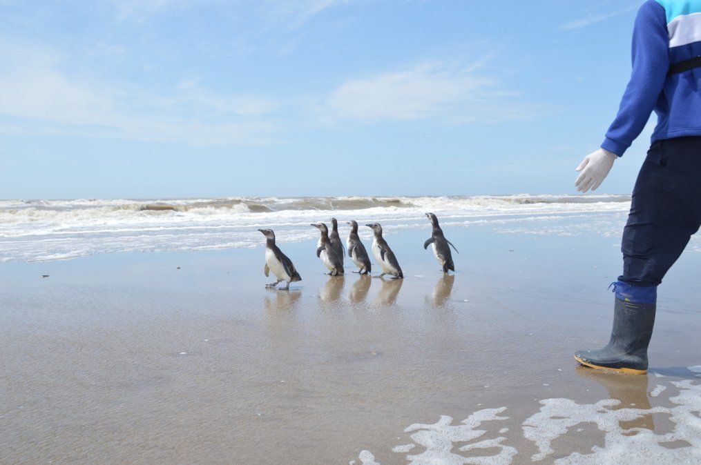 Un momento único: el regreso al mar de siete pingüinos rescatados