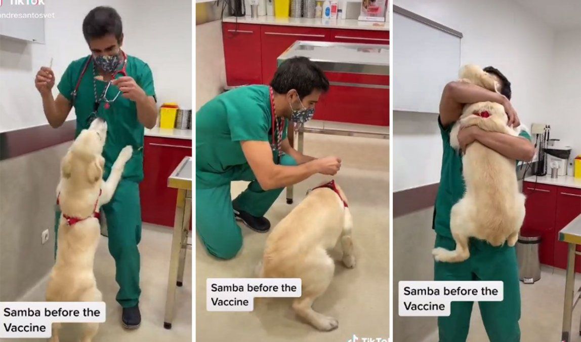 Veterinario es el más querido de Portugal gracias al adorable truco que usa para vacunar a los perros