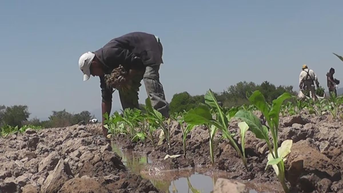 Productores de Misiones se opusieron a la ley que prohibirá la utilización del antimalezas glifosato