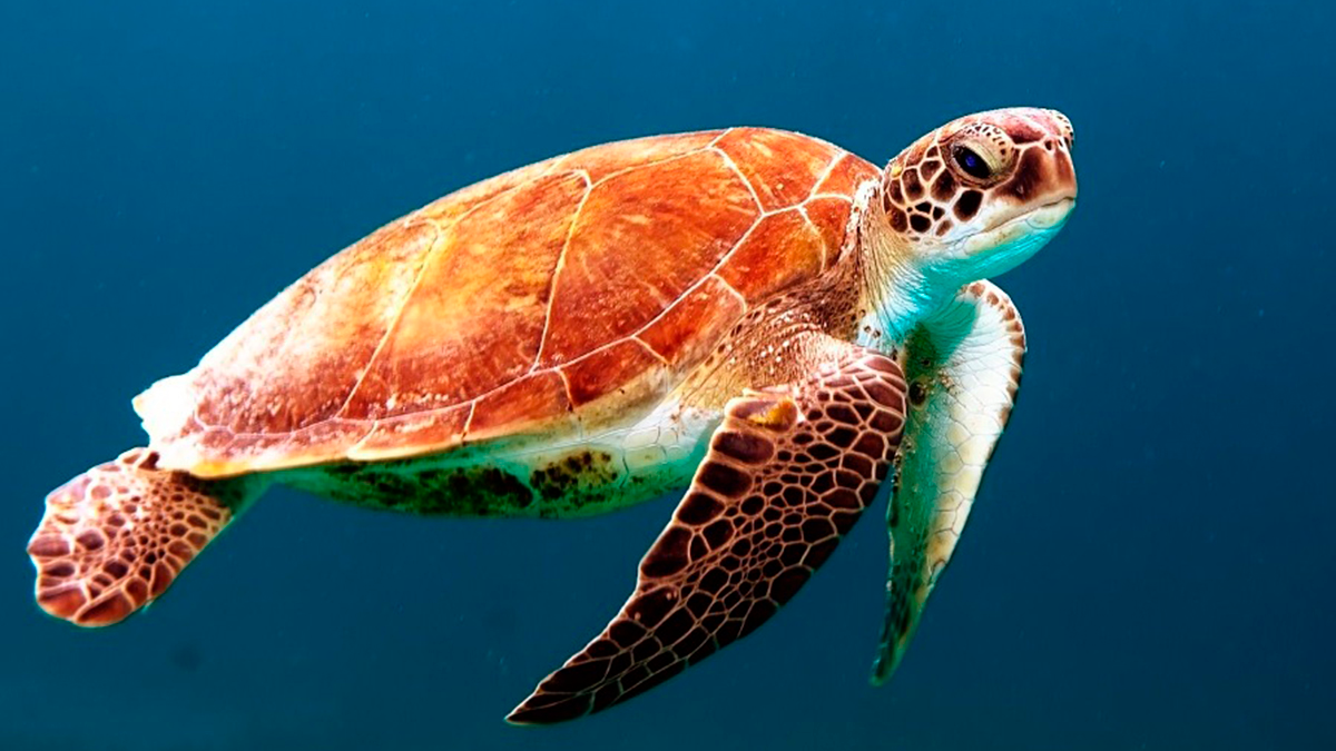 Este sábado 5 de junio Disney+ propone contenidos de National Geographic muy especiales para celebrar el Día mundial del medio ambiente.