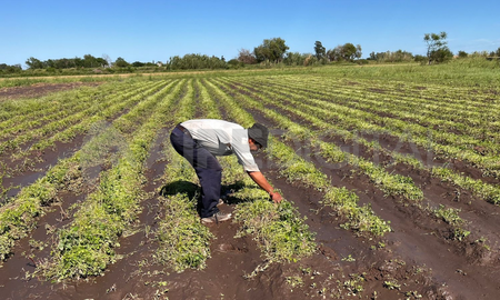 Las lluvias provocaron la pérdida total de cultivos como espinaca, brócoli, rúcula y repollo.