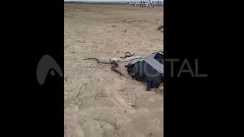 Encontraron una serpiente Yarará en la Costanera oeste de Santa Fe