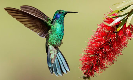 El increíble significado de que un colibrí se acerque a vos El increíble significado de que un colibrí se acerque a vos