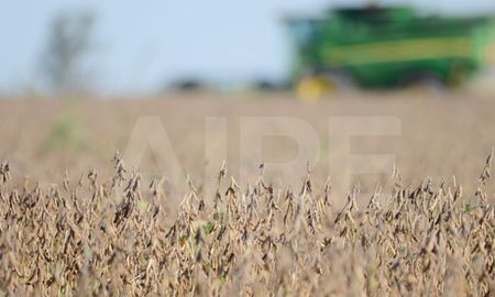 Para la economía santafesina es una mala noticia la proyección de una caída en la producción de soja. Para la economía santafesina es una mala noticia la proyección de una caída en la producción de soja.