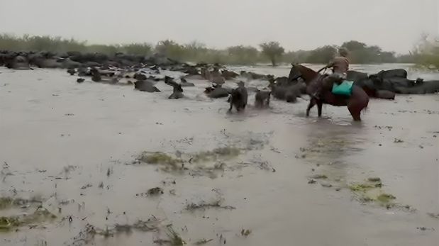 Más de 400.000 vacunos están afectados por la crisis hídrica en el norte de Santa Fe