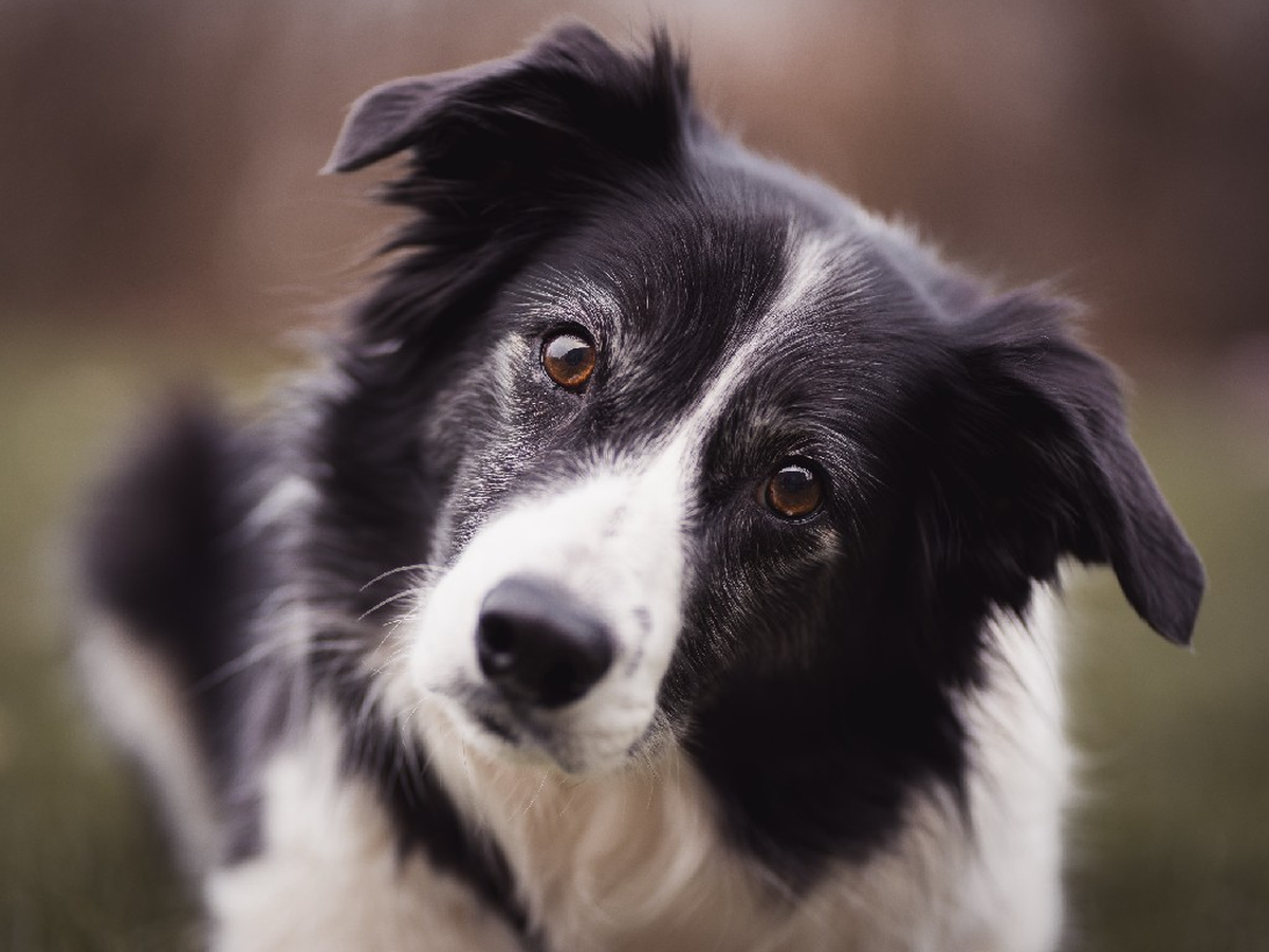 El cerebro de las personas es muy parecido al de las personas.