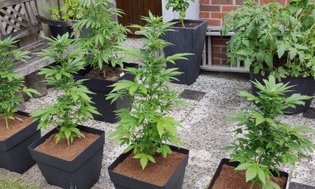 El Concejo Municipal de Santa Fe sancionó dos proyectos relacionados con el cannabis medicinal: por un lado, se conformará una mesa de trabajo y se estableció el 10 de agosto como día del autocultivo. El Concejo Municipal de Santa Fe sancionó dos proyectos relacionados con el cannabis medicinal: por un lado, se conformará una mesa de trabajo y se estableció el 10 de agosto como día del autocultivo.