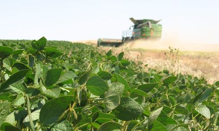 excelentes condiciones del maiz por lluvias: se espera alcanzar el record de 155 qq/ha excelentes condiciones del maiz por lluvias: se espera alcanzar el record de 155 qq/ha