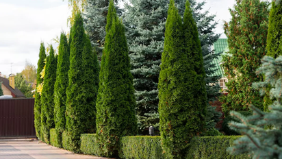 Ni ladrillos ni cemento: la pared natural que divide espacios y mejora el jardín