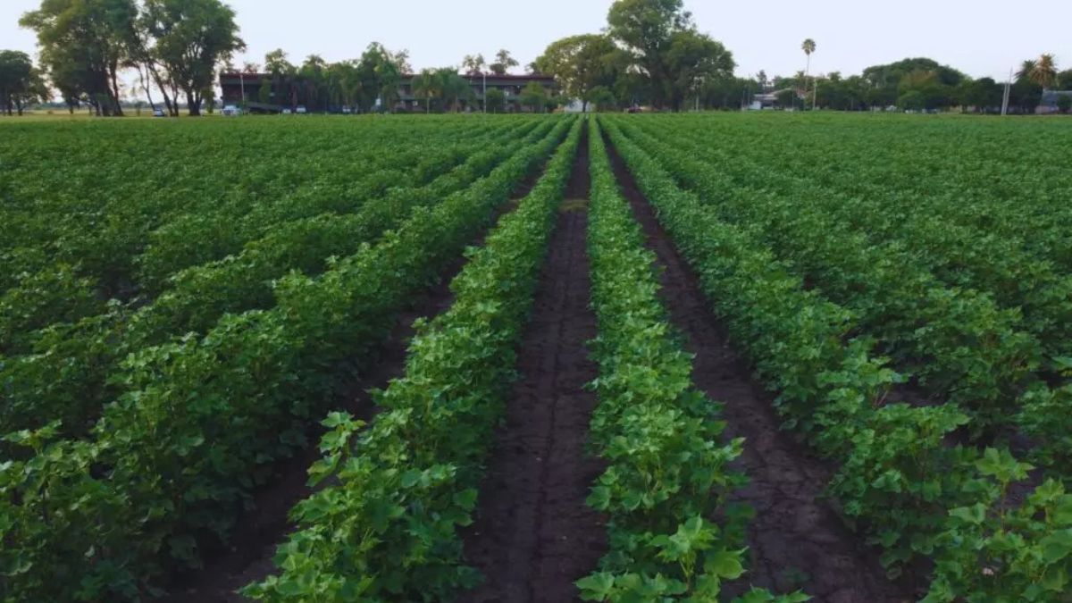 El Gobierno nacional dio de baja el Plan de Desarrollo Sustentable y Fomento de la Producción Algodonera, por lo que los productores dejarán de recibir asistencia financiera.