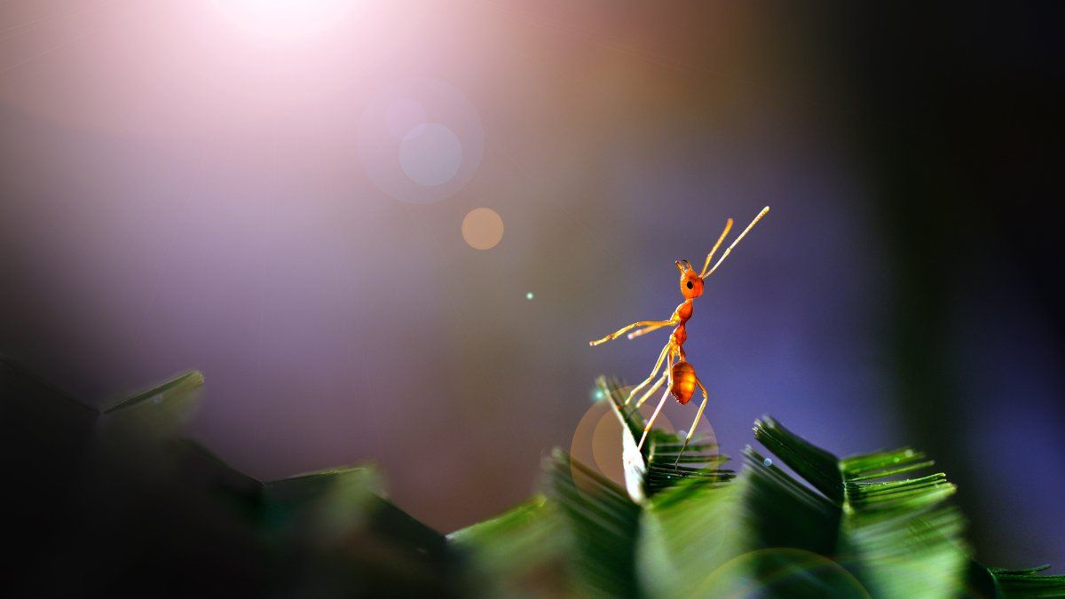 Aunque pueden parecer molestas