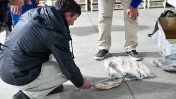 Río Paraná: la última reproducción exitosa de sábalos se dio hace 10 años