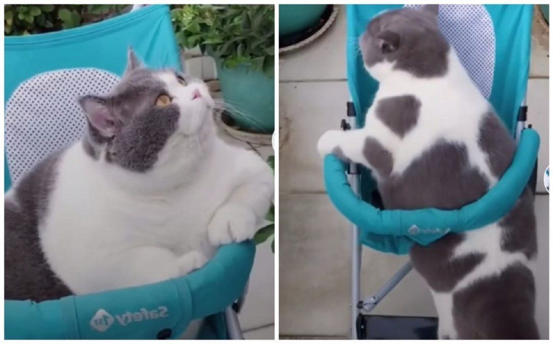 El video viral que muestra como un gato quiere entrar a un coche de bebé para pasear.