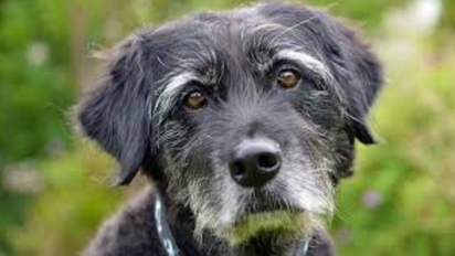 Cómo lograr que tu perro viva hasta los 20 años: los cuidados que hacen la diferencia