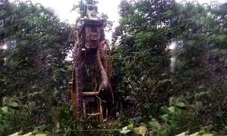 Video viral: una grúa levantó la serpiente más grande del mundo en la selva tropical. Video viral: una grúa levantó la serpiente más grande del mundo en la selva tropical.
