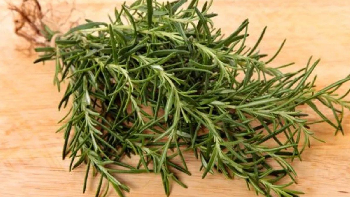 Cómo hacer aceite de romero en casa