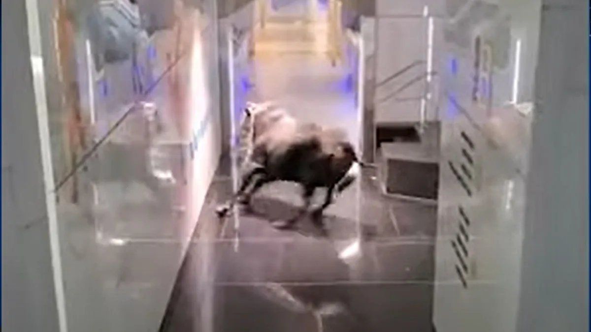 Video: un toro generó pánico en las calles de Israel al entrar a un banco corriendo