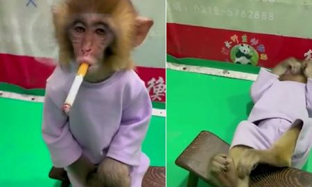 El video viral de un mono fumando en un zoológico generó mucha indignación en las redes sociales. El video viral de un mono fumando en un zoológico generó mucha indignación en las redes sociales.