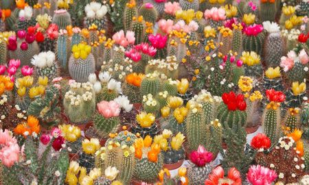 Los cactus pueden florecer en primavera con la ayuda de este abono casero. Los cactus pueden florecer en primavera con la ayuda de este abono casero.